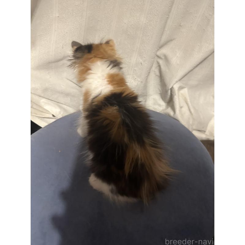 販売中の愛知県のメインクーン-139480の2枚目