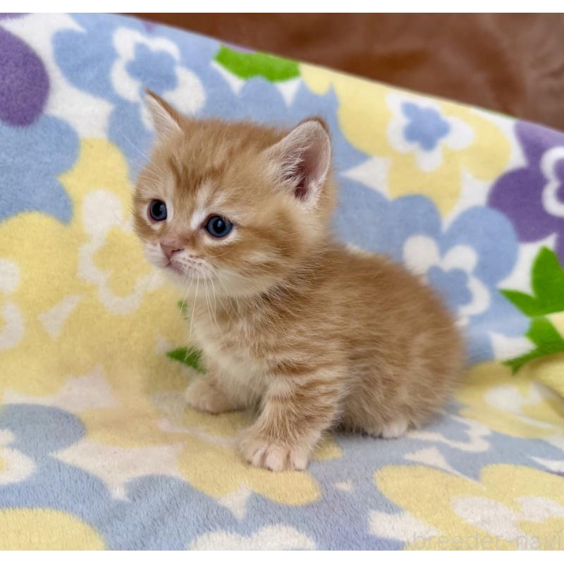 販売中の神奈川県のマンチカン-139481の9枚目