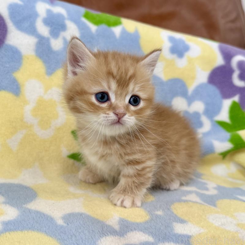 販売中の神奈川県のマンチカン-139481の8枚目