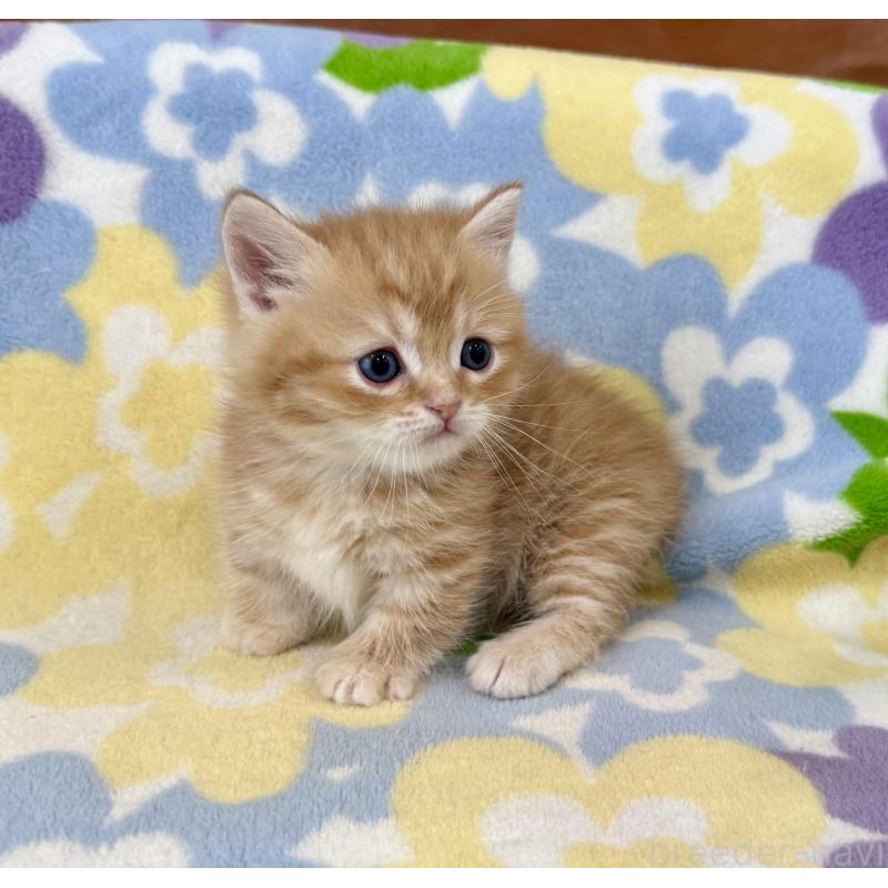 販売中の神奈川県のマンチカン-139481の7枚目