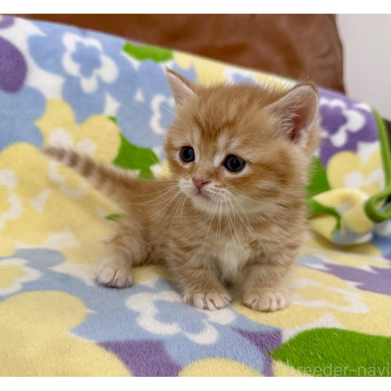 販売中の神奈川県のマンチカン-139481の6枚目