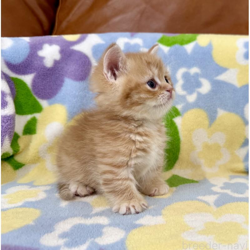 販売中の神奈川県のマンチカン-139481の5枚目