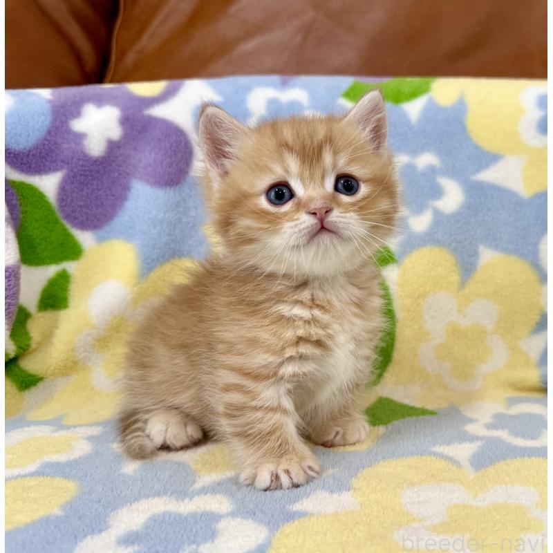 販売中の神奈川県のマンチカン-139481の4枚目