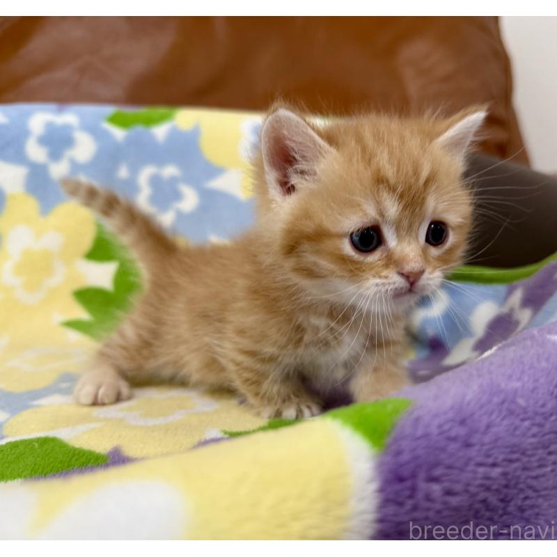 販売中の神奈川県のマンチカン-139481の3枚目