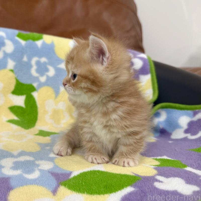 販売中の神奈川県のマンチカン-139481の2枚目