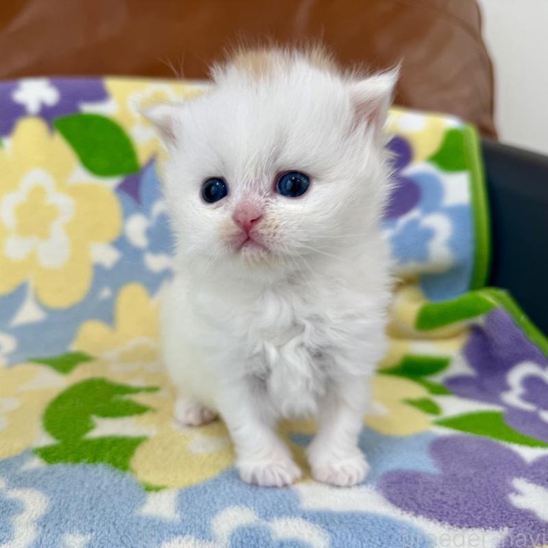 販売中の神奈川県のミヌエット-139482の1枚目