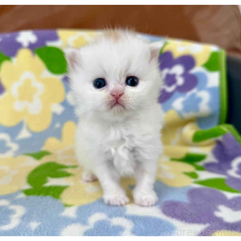 販売中の神奈川県のミヌエット-139482の9枚目