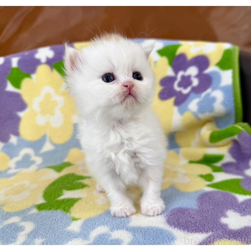 販売中の神奈川県のミヌエット-139482の8枚目