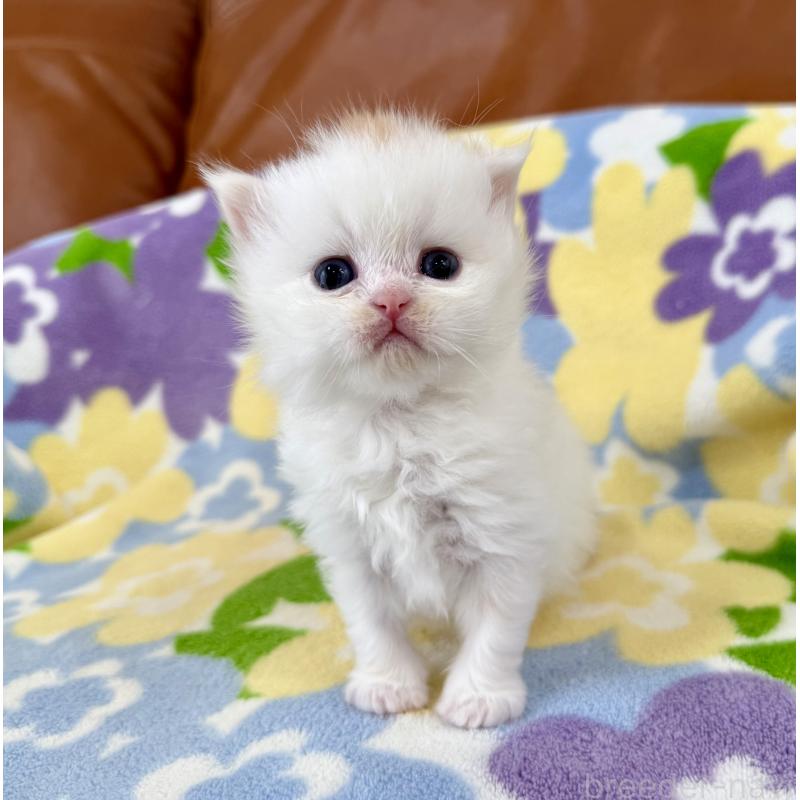 販売中の神奈川県のミヌエット-139482の7枚目