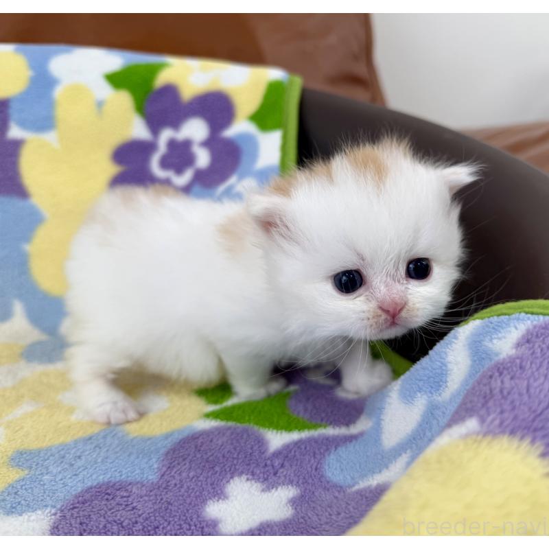 販売中の神奈川県のミヌエット-139482の6枚目