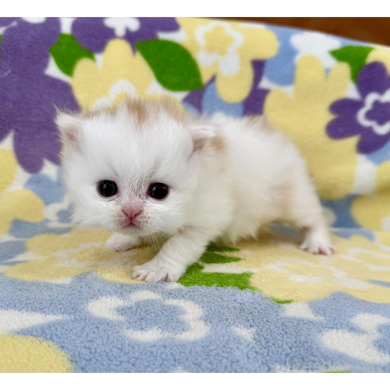 販売中の神奈川県のミヌエット-139482の5枚目