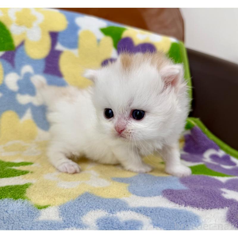 販売中の神奈川県のミヌエット-139482の4枚目