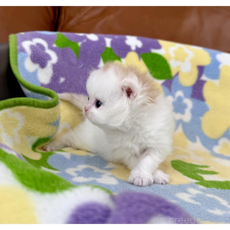 販売中の神奈川県のミヌエット-139482の3枚目