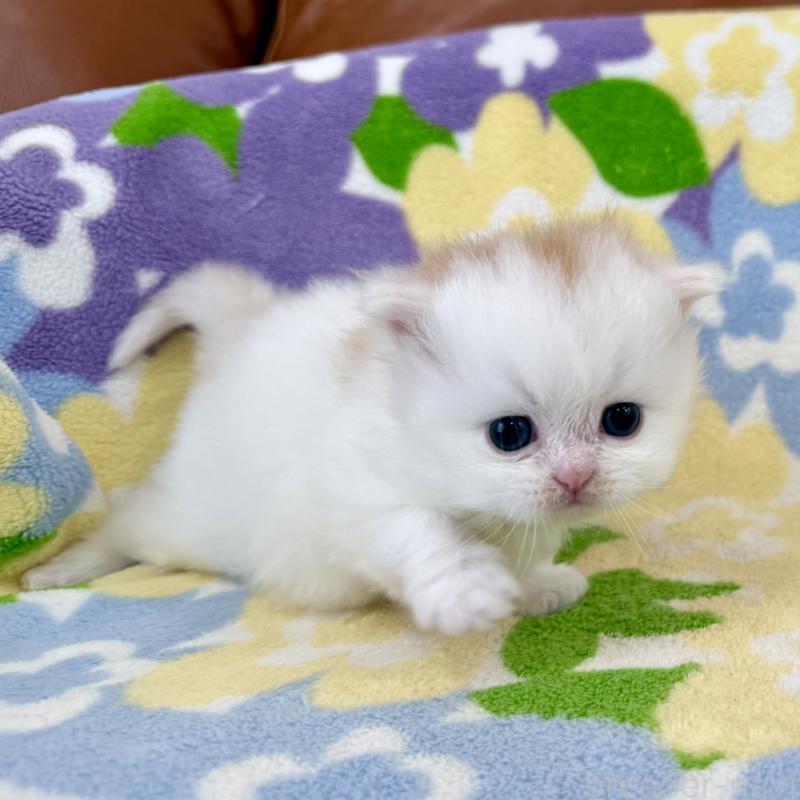 販売中の神奈川県のミヌエット-139482の2枚目