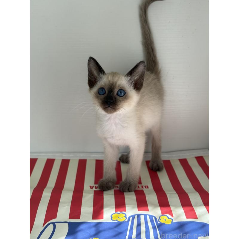 販売中の埼玉県のシャム(サイアミーズ)-139485の17枚目