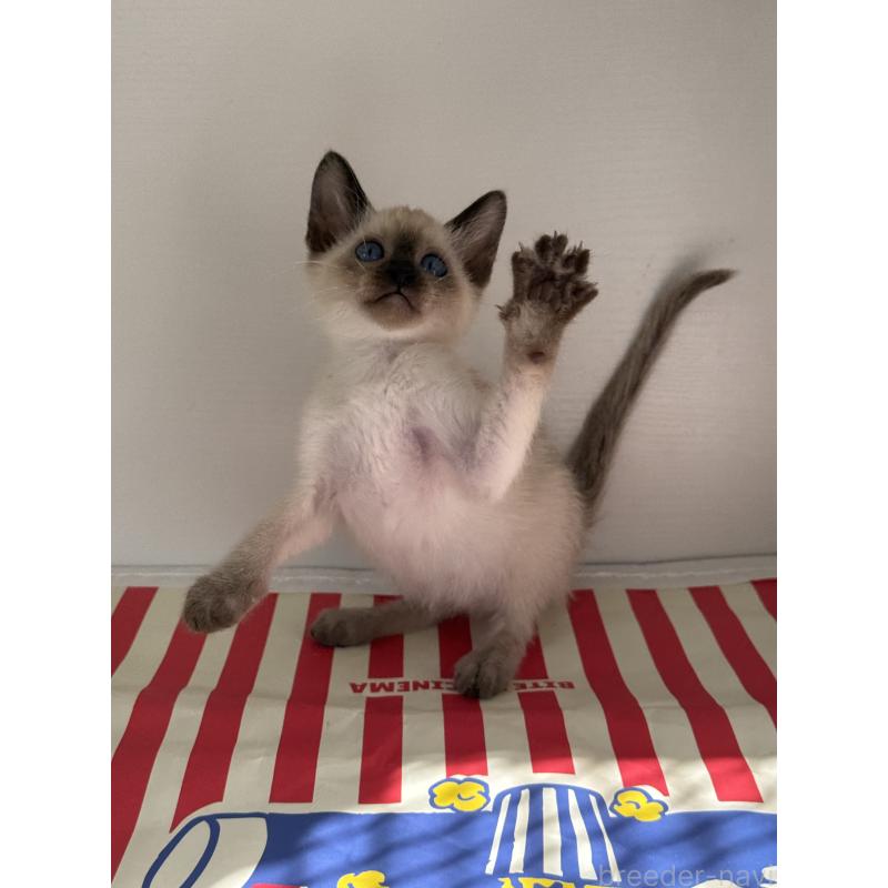 販売中の埼玉県のシャム(サイアミーズ)-139485の16枚目