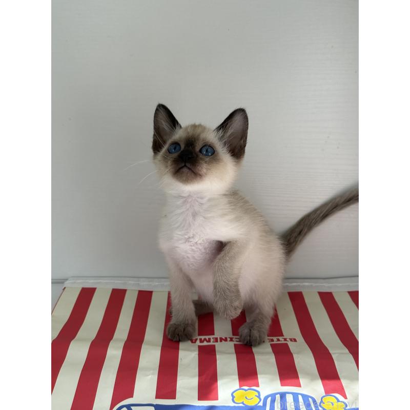 販売中の埼玉県のシャム(サイアミーズ)-139485の15枚目