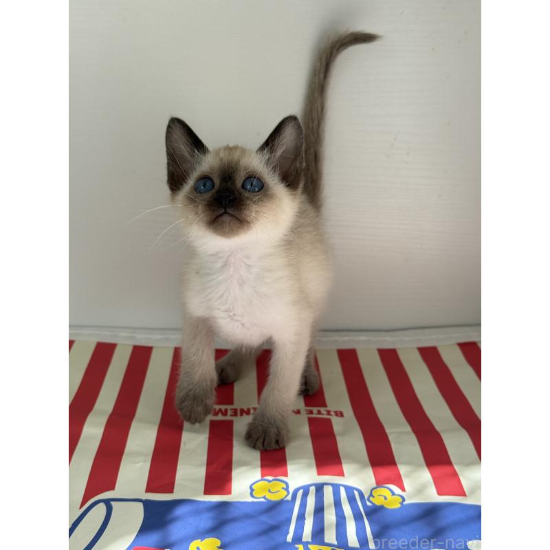 販売中の埼玉県のシャム(サイアミーズ)-139485の14枚目