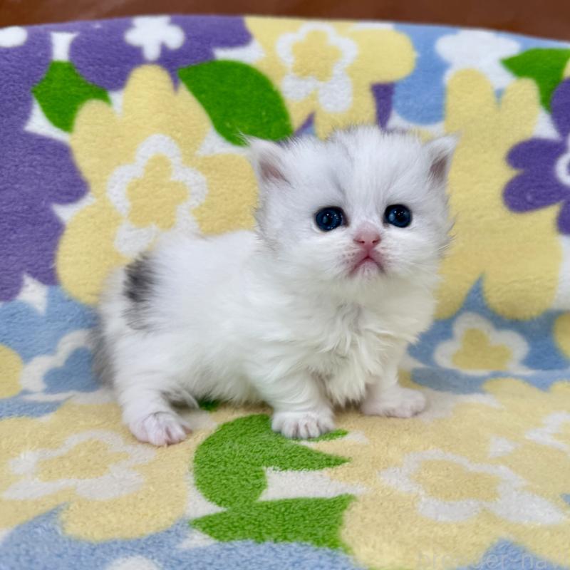 販売中の神奈川県のミヌエット-139483の10枚目