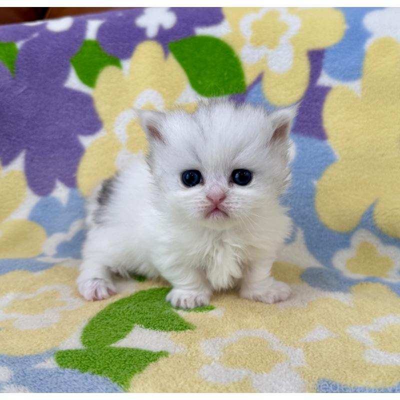 販売中の神奈川県のミヌエット-139483の9枚目