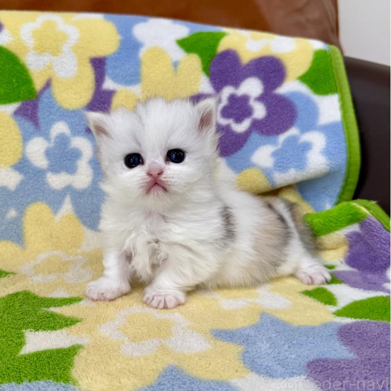 販売中の神奈川県のミヌエット-139483の8枚目