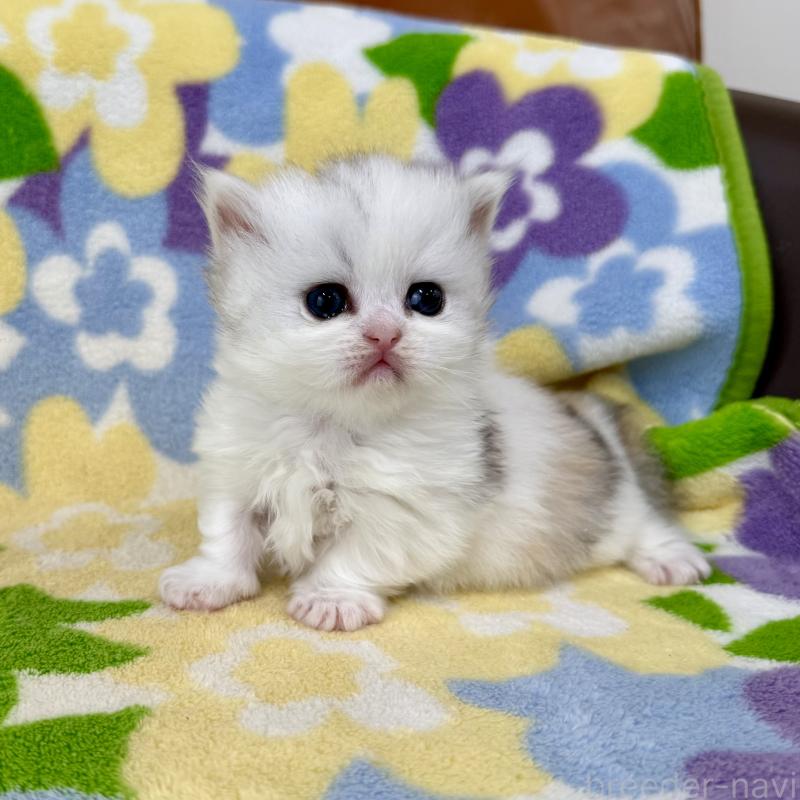 販売中の神奈川県のミヌエット-139483の1枚目