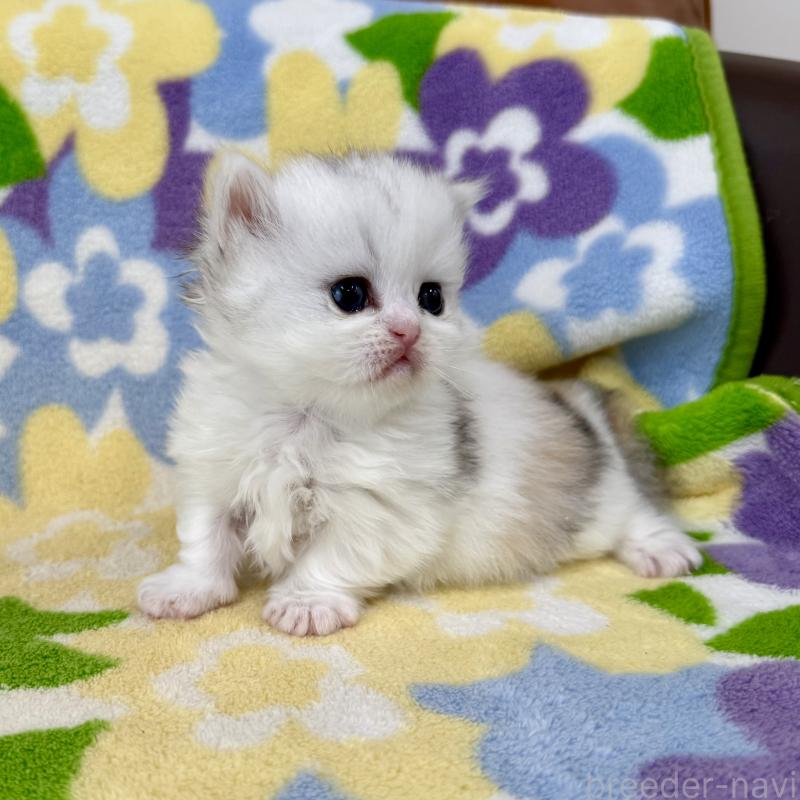 販売中の神奈川県のミヌエット-139483の7枚目