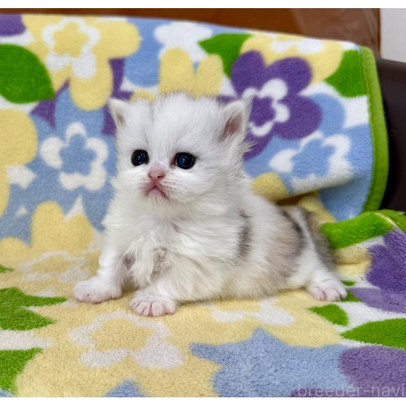 販売中の神奈川県のミヌエット-139483の6枚目