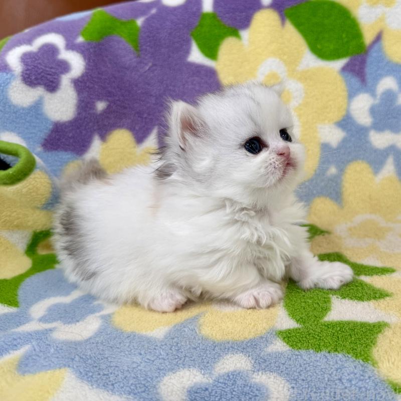 販売中の神奈川県のミヌエット-139483の5枚目