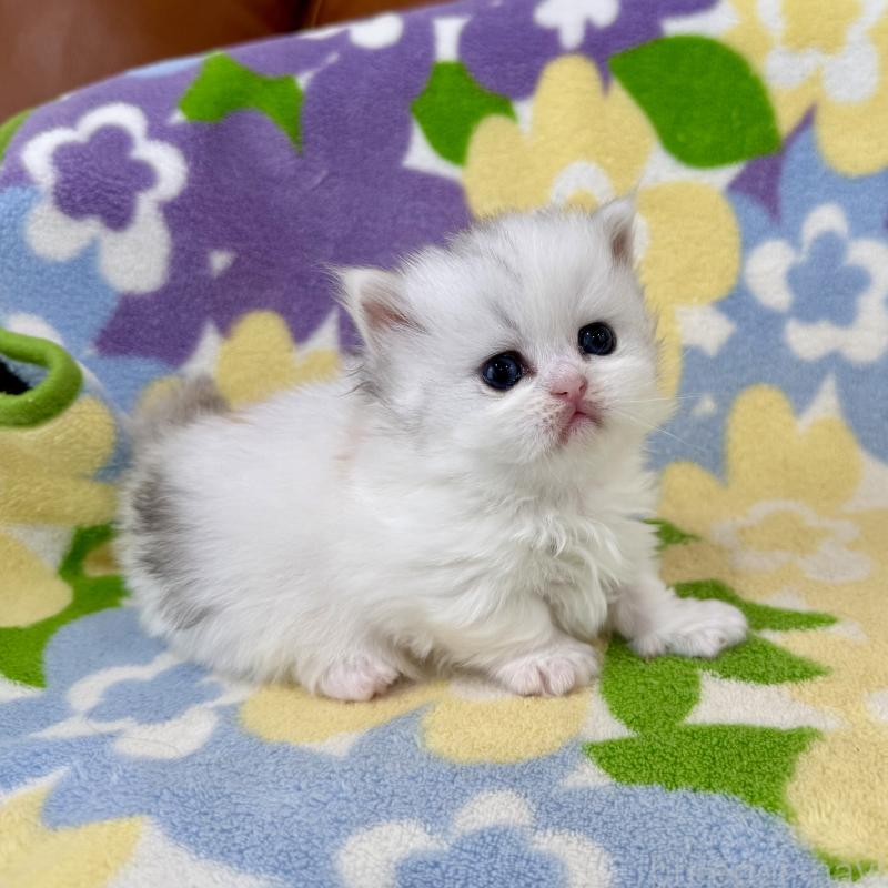 販売中の神奈川県のミヌエット-139483の4枚目