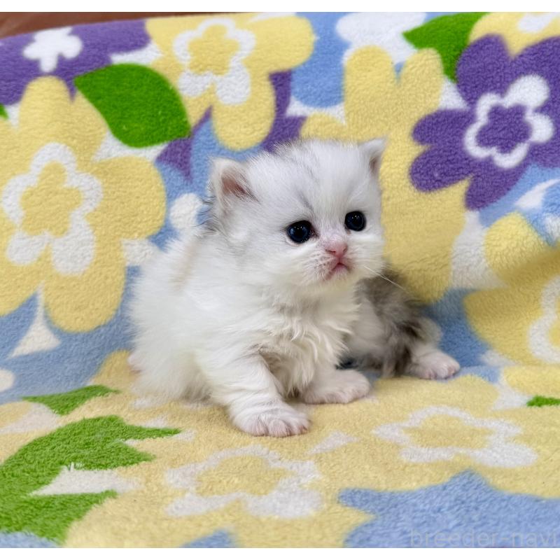 販売中の神奈川県のミヌエット-139483の3枚目