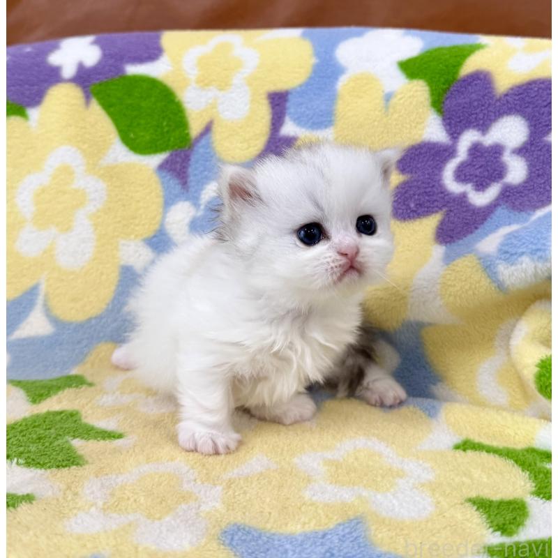 販売中の神奈川県のミヌエット-139483の2枚目