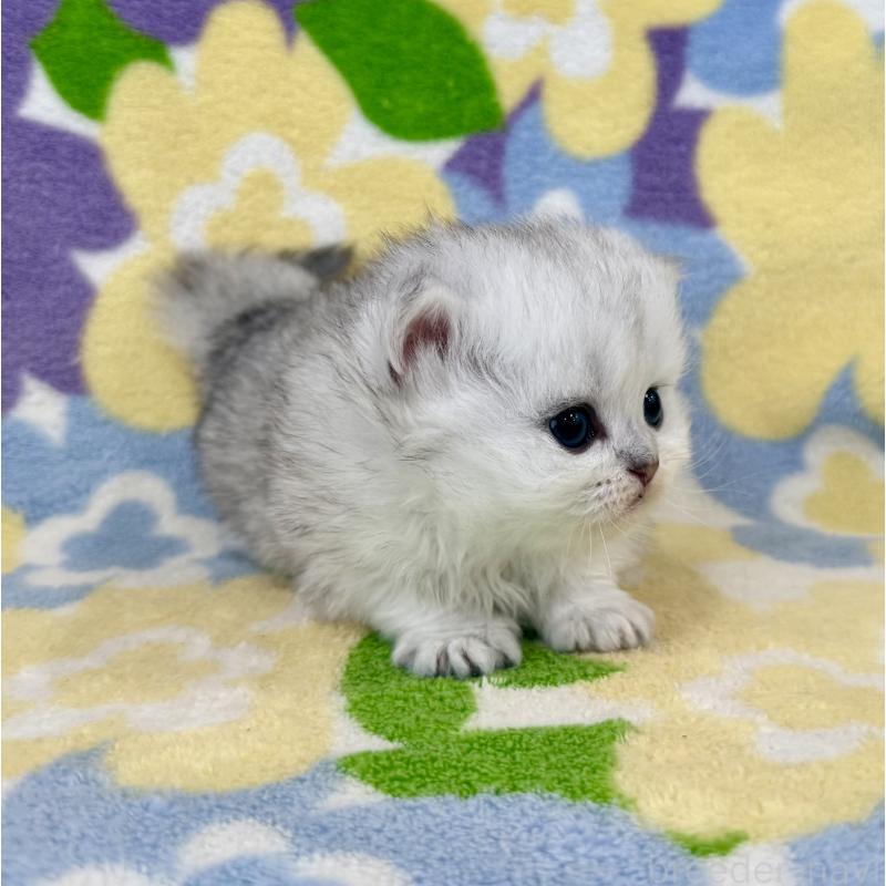 販売中の神奈川県のミヌエット-139484の9枚目