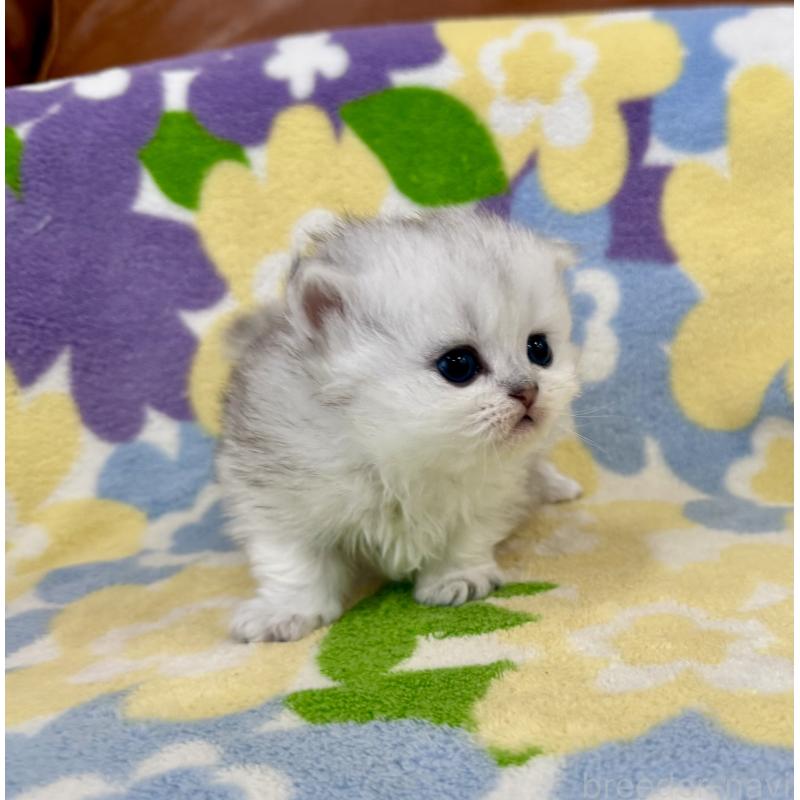 販売中の神奈川県のミヌエット-139484の8枚目