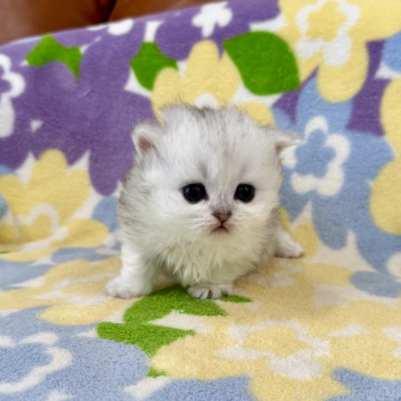 販売中の神奈川県のミヌエット-139484の7枚目