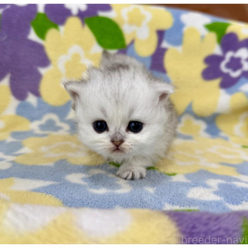 販売中の神奈川県のミヌエット-139484の6枚目