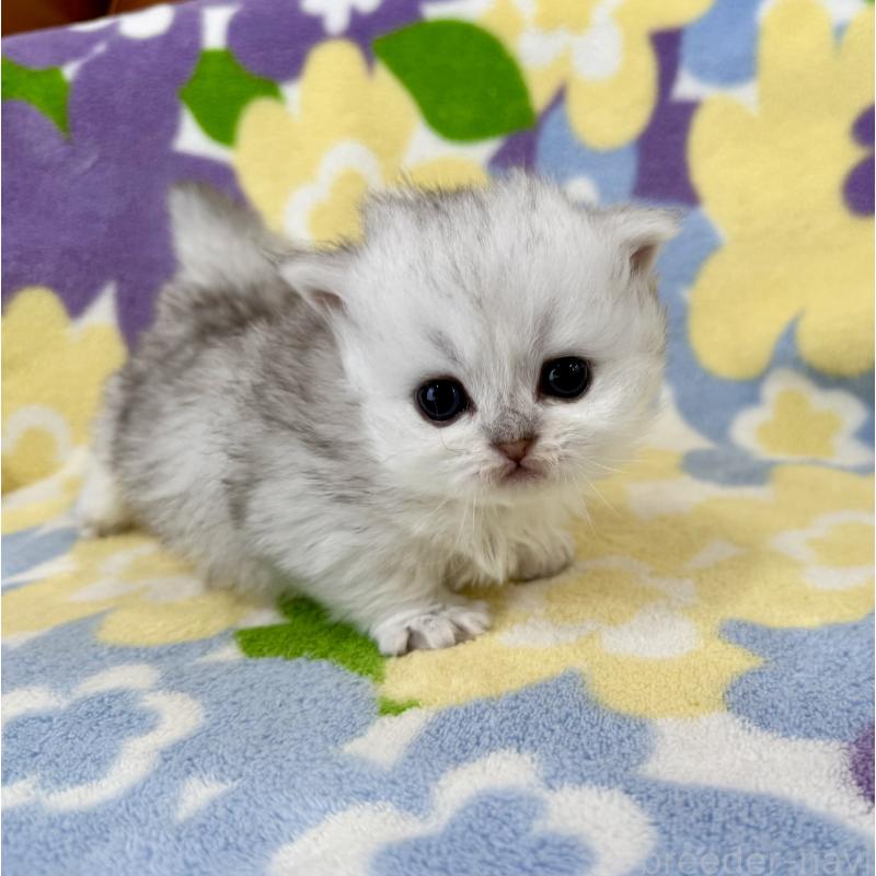 販売中の神奈川県のミヌエット-139484の5枚目