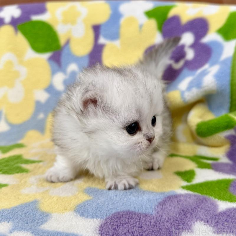 販売中の神奈川県のミヌエット-139484の4枚目