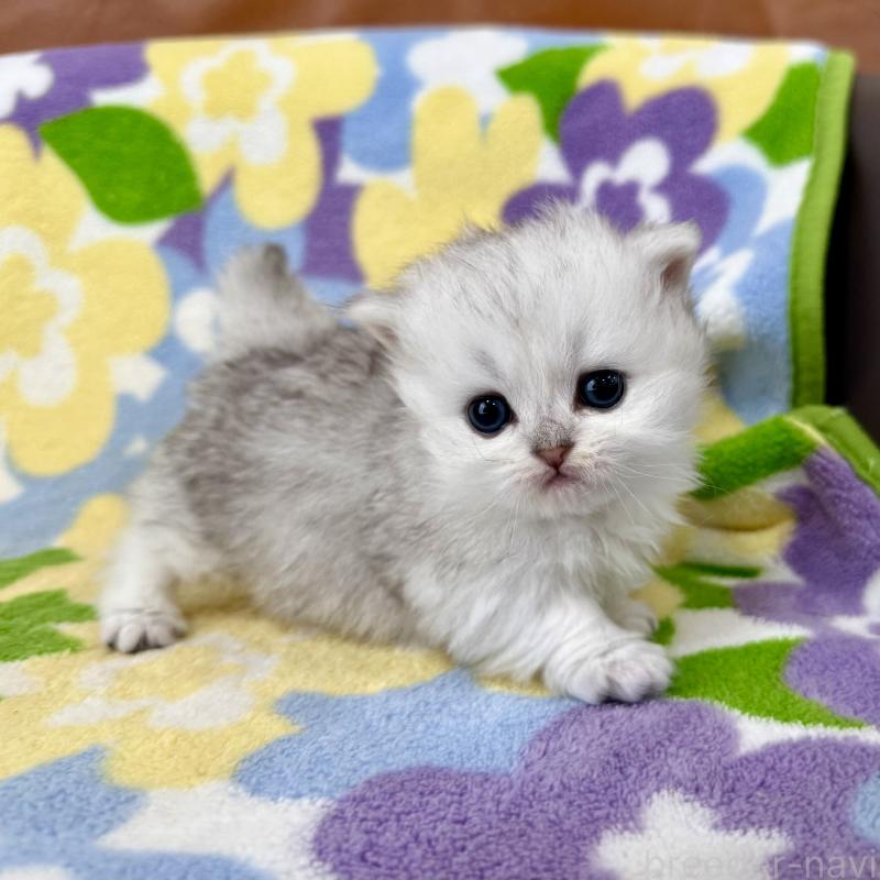 販売中の神奈川県のミヌエット-139484の1枚目