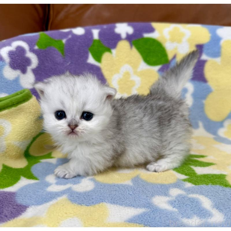 販売中の神奈川県のミヌエット-139484の3枚目