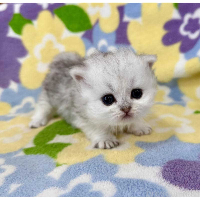 販売中の神奈川県のミヌエット-139484の2枚目