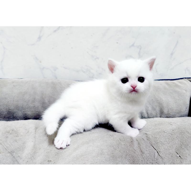 販売中の北海道のスコティッシュフォールド-139486の10枚目