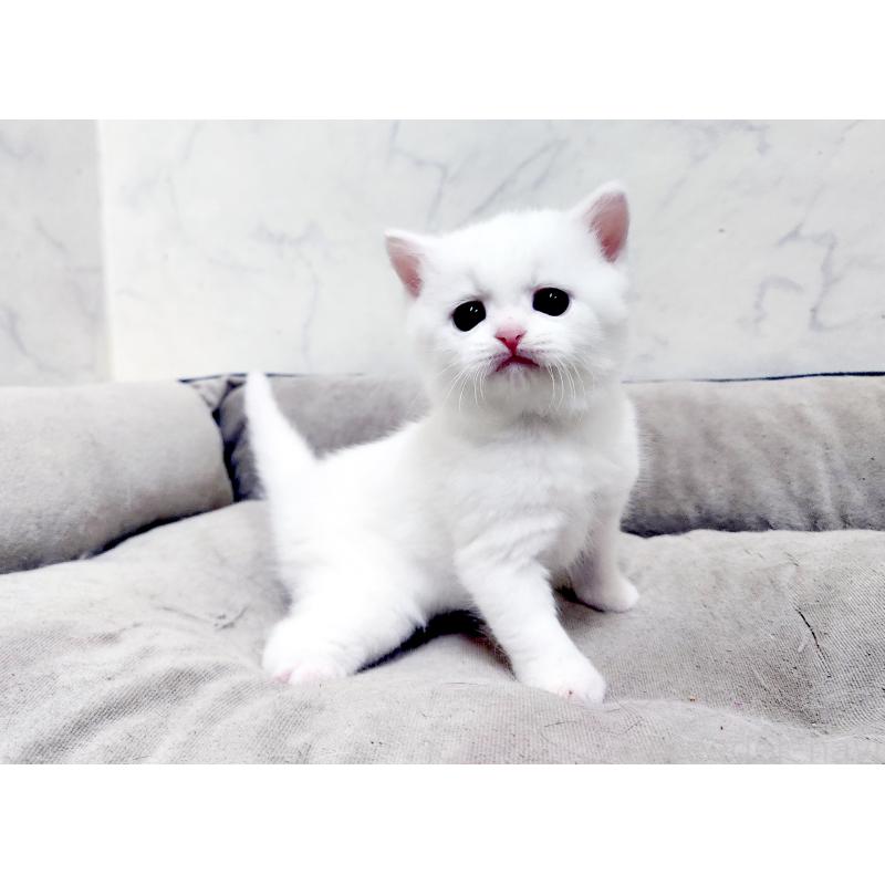 販売中の北海道のスコティッシュフォールド-139486の9枚目