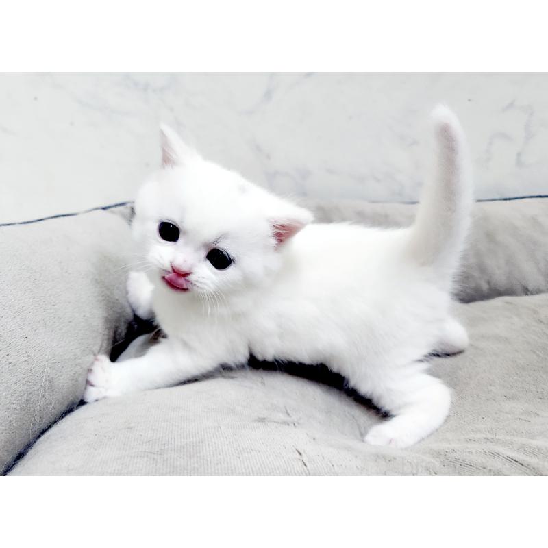 販売中の北海道のスコティッシュフォールド-139486の8枚目