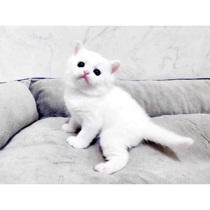 販売中の北海道のスコティッシュフォールド-139486の7枚目