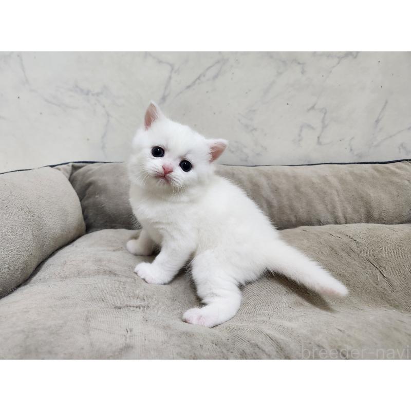 販売中の北海道のスコティッシュフォールド-139486の6枚目