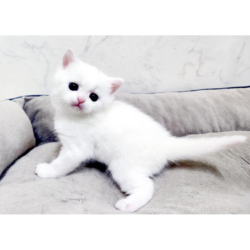 販売中の北海道のスコティッシュフォールド-139486の5枚目