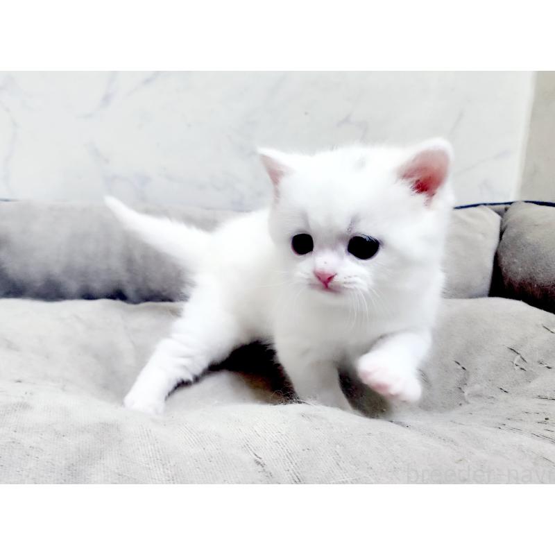 販売中の北海道のスコティッシュフォールド-139486の4枚目