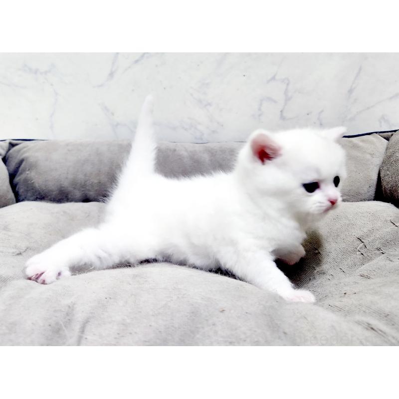 販売中の北海道のスコティッシュフォールド-139486の3枚目