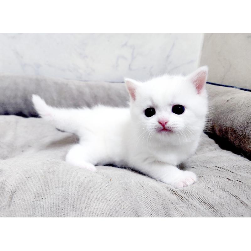 販売中の北海道のスコティッシュフォールド-139486の2枚目